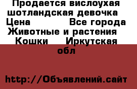 Продается вислоухая шотландская девочка › Цена ­ 8 500 - Все города Животные и растения » Кошки   . Иркутская обл.